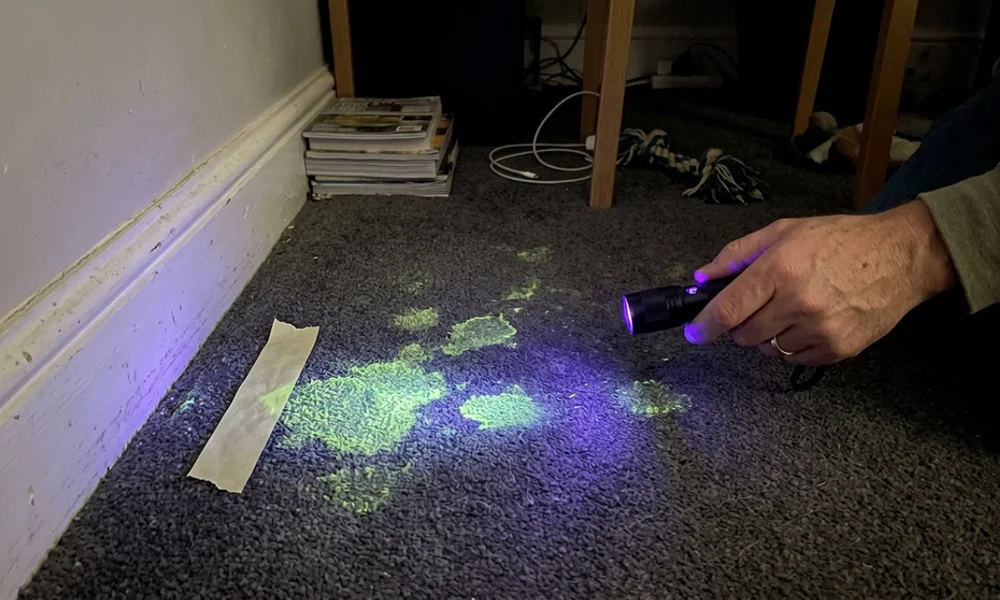 UV light revealing pet urine contamination across carpet and baseboard